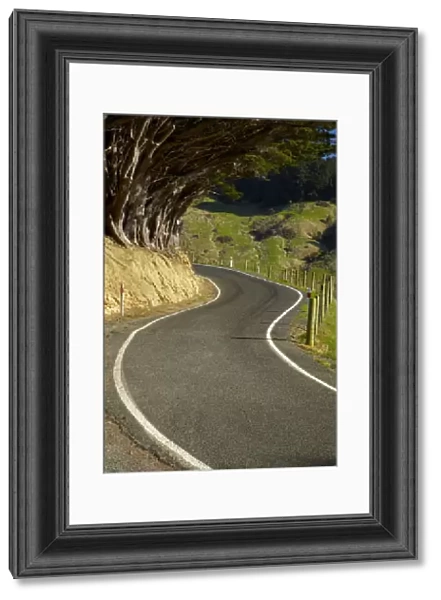 Highcliff Rd, Otago Peninsula, Dunedin, South Island, New Zealand