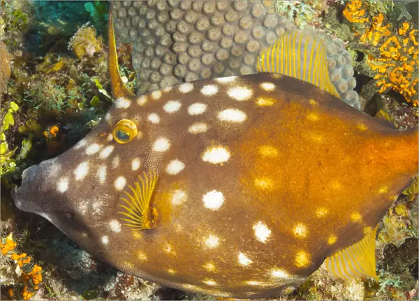 Northern Bahamas, Caribbean. Filefish