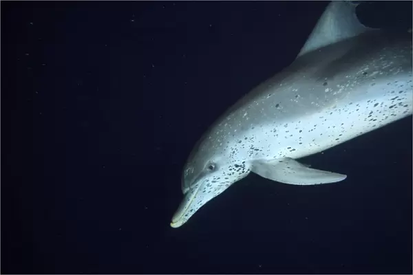 Atlantic Spotted Dolphins (Stenella frontalis) feeding on flying fish at night, White Sand Ridge