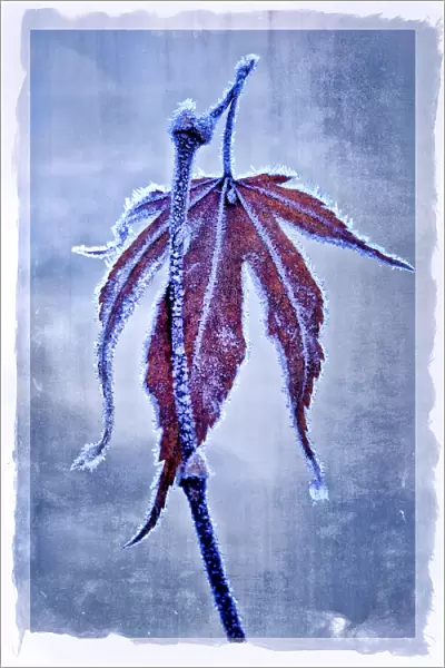 USA, Oregon. Abstract of frosty maple leaf