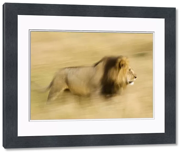 Africa, Kenya, Msai Mara. Motion blur of walking male lion