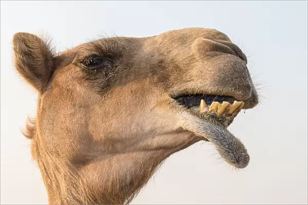 Dubai, UAE. Close-up of a camel