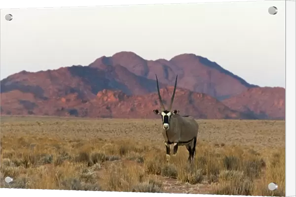 Gemsbok (Oryx Gazella) in southern Namib Desert, Sesriem. Hardap Region, Namibia