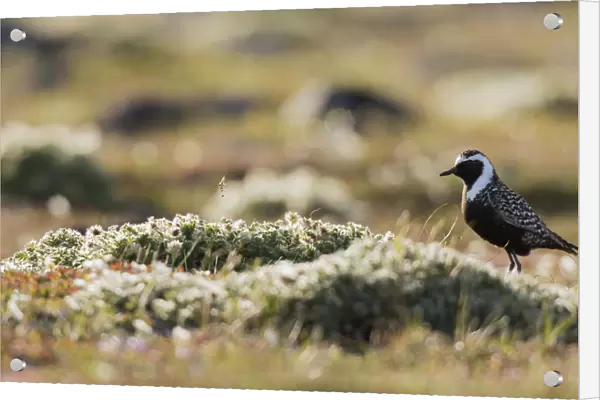 American golden plover silhouette on the Arctic tundra