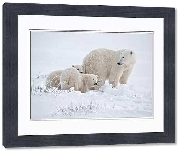 Canada, Manitoba, Churchill. Polar bear mother and cubs on frozen tundra. Credit as