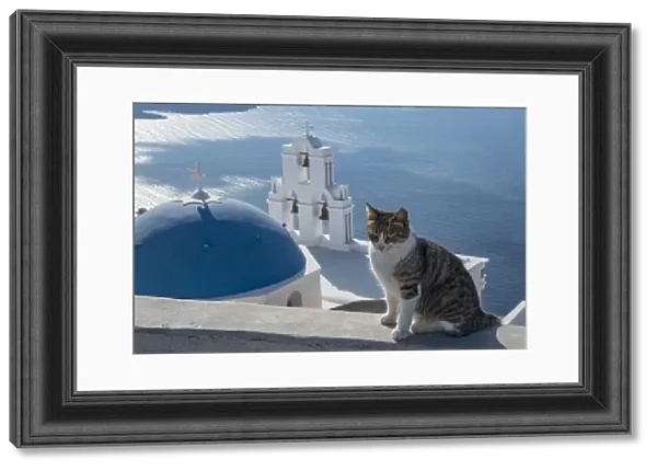 Greece, Santorini. Cat posing on the wall above the iconic Three Bells of Fira, a