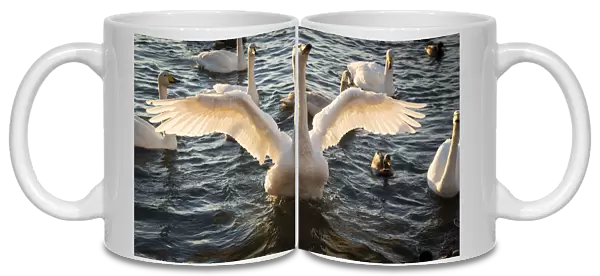 Iceland, Reykjavik, Tjornin. Backlit whooper swan with wings spread