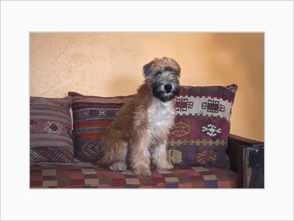 Wheaton terrier puppy sitting on couch (PR)