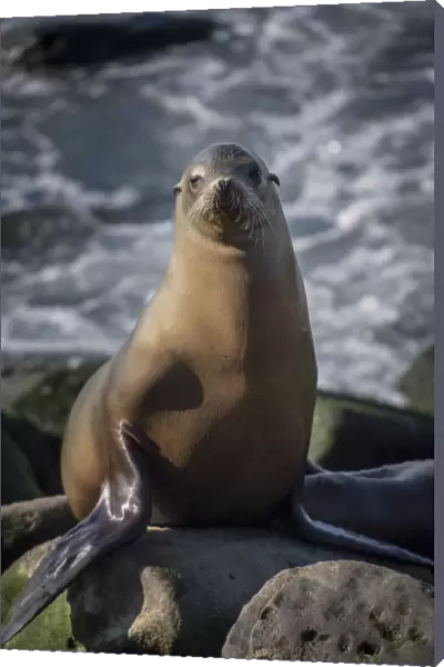 Full view of a sea lion perched on a rock