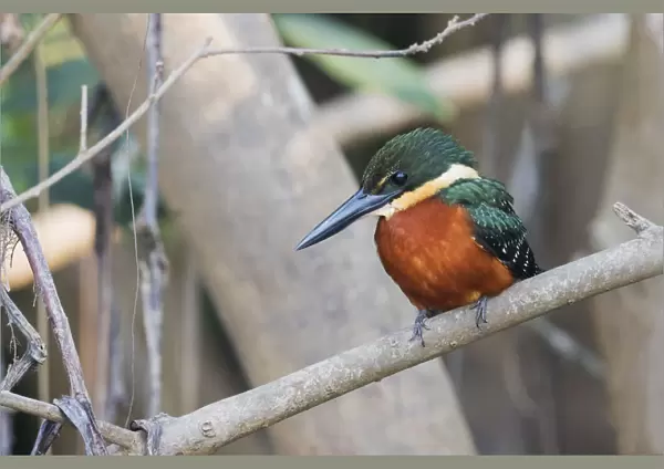 Green and rufous kingfisher