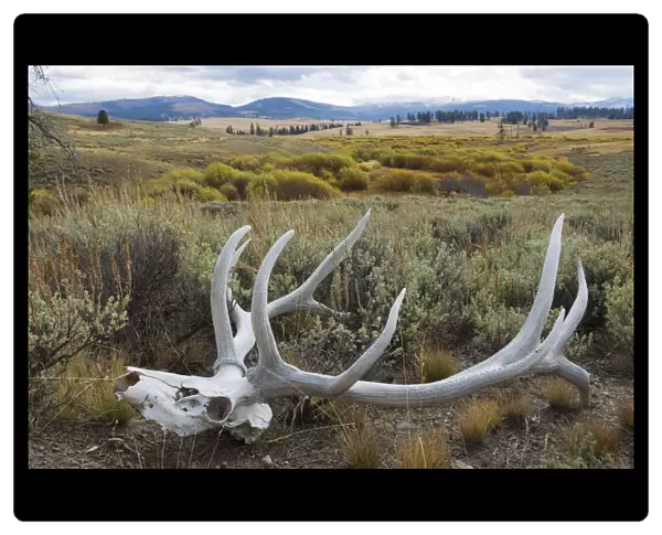 Rocky Mountain elk skull