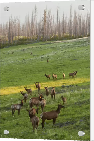 Rocky Mountain elk herd, Spring sunrise