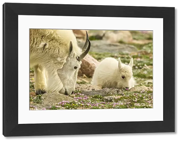 USA, Colorado, Mt. Evans. Mountain goat nanny and kid eating