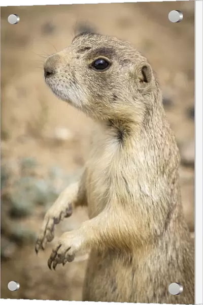 USA, Colorado, Walden. Black-tailed prairie dog close-up