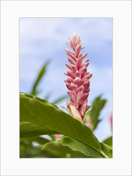 Tortuguero, Costa Rica. Heliconia plant growing against a blue sky