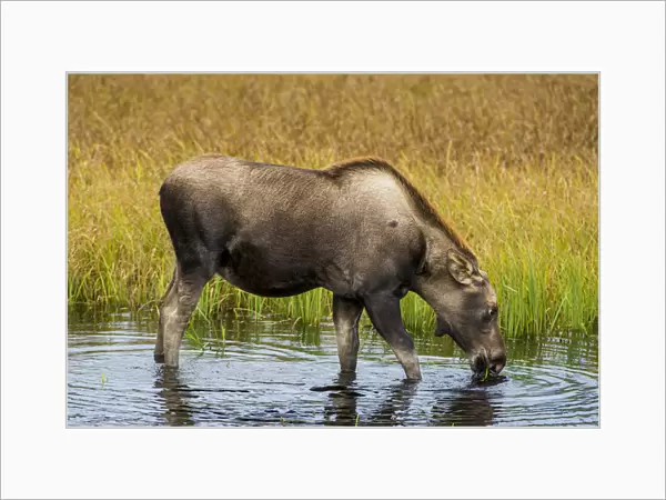 Moose (Alces alces), Kenai Peninsula, Alaska, USA