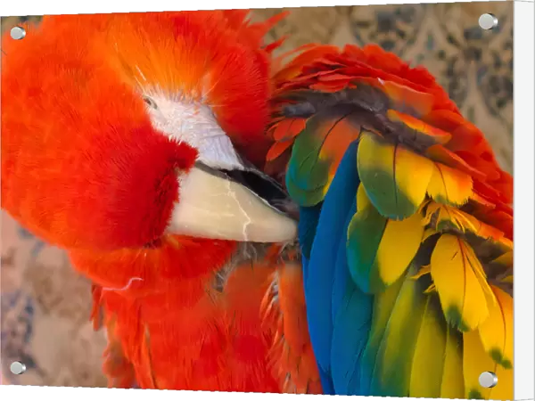 USA, Arizona, Goodyear. Close-up of macaw preening its feathers
