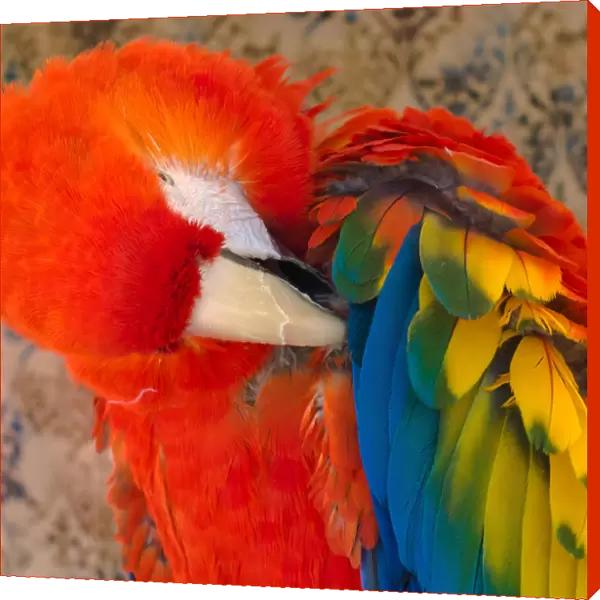USA, Arizona, Goodyear. Close-up of macaw preening its feathers