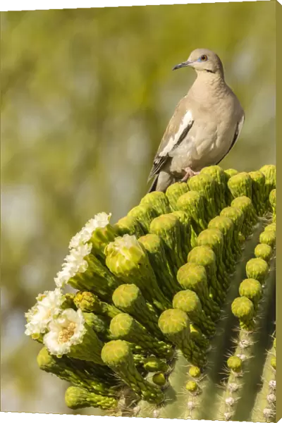 USA, Arizona, Sonoran Desert. White-winged dove on saguaro cactus. Credit as: Cathy