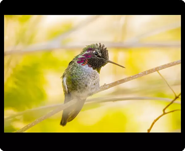 USA, Arizona, Lake Havasu City. Close-up of Annas Hummingbird. Credit as Fred J