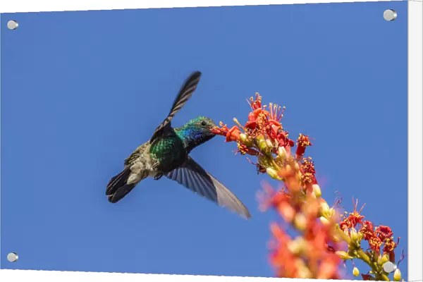 USA, Arizona, Sabino Canyon. Male broad-billed hummingbird feeding on ocotillo blossoms