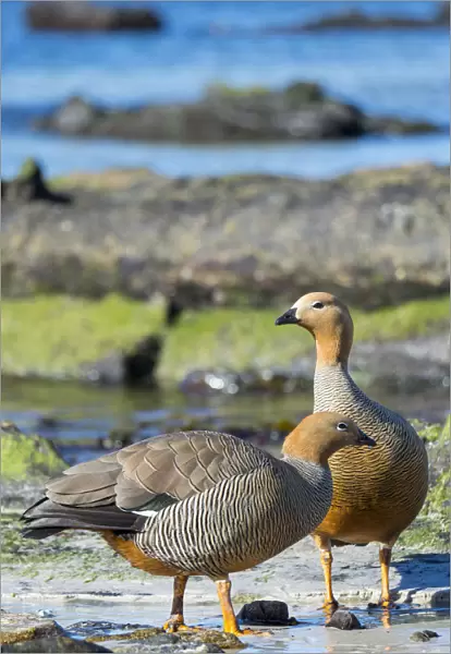 Ruddy-headed Goose (Chloephaga rubidiceps) in tidal area of Carcass Island. South America