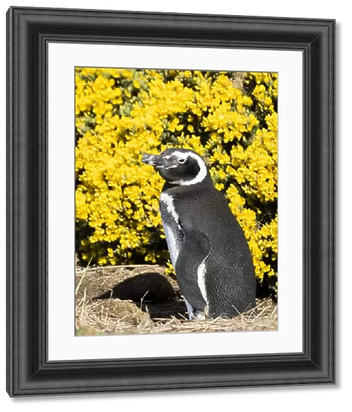 Magellanic Penguin (Spheniscus magellanicus) at burrow in front of yellow flowering gorse