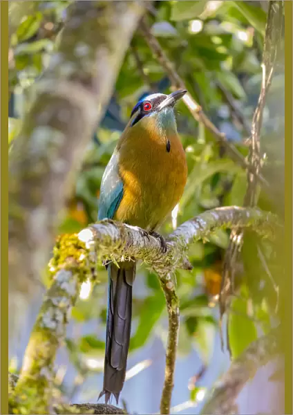 Central America, Costa Rica. Lessons motmot bird in tree