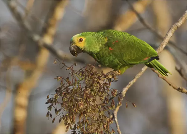 Blue-fronted Parrot eating seeds