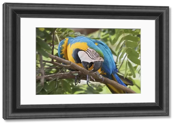 Blue and Gold Macaw pruning tree branch