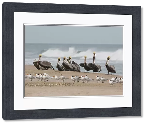 Brown Pelicans and Elegant Terns on the beach