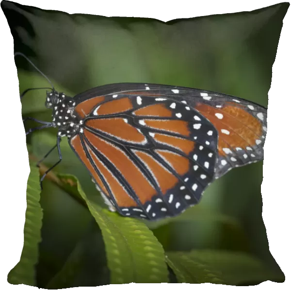 Queen butterfly, Danaus gilippus, Florida