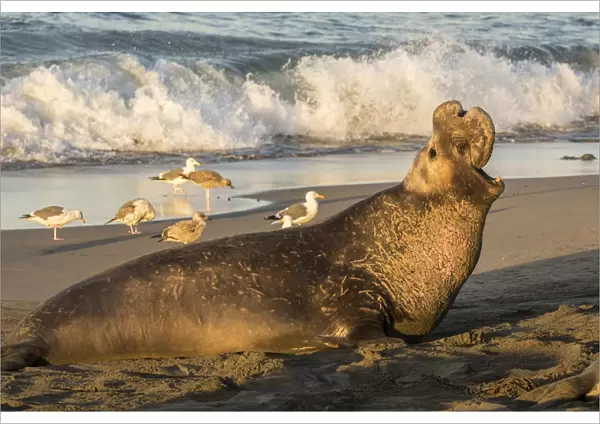USA, California, Piedras Blancas. Northern elephant seal bull displaying. Credit as