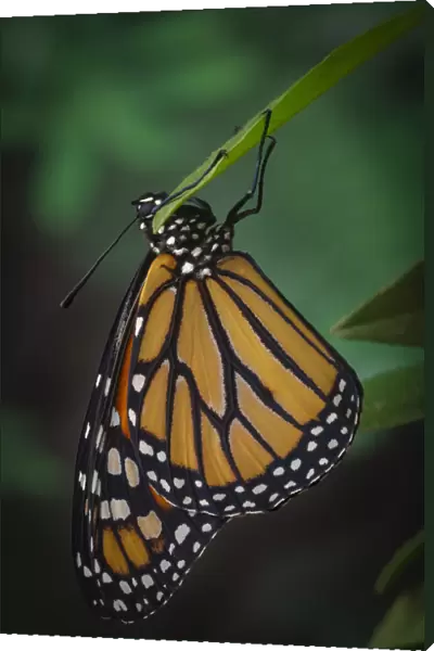 Monarch butterfly recently hatched and is unraveling its wings while resting, Danaus plexippus