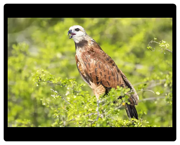 Belize, Crooked Tree Wildlife Sanctuary. Black-collared Hawk calls from a perch