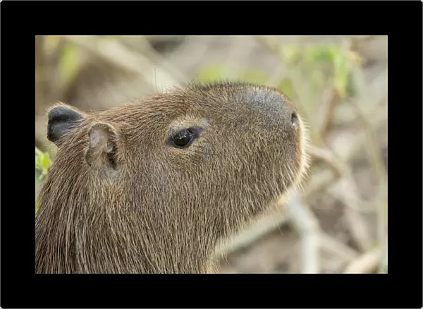 Pantanal, Mato Grosso, Brazil. Close-up of a Capybara