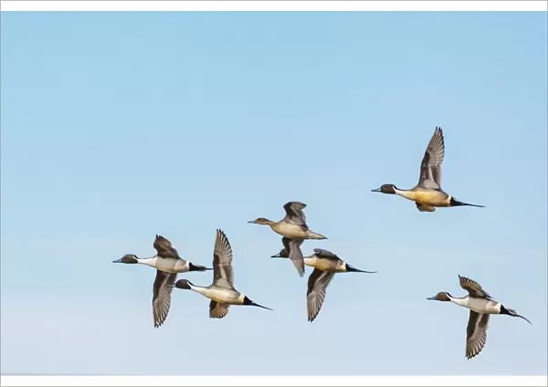Northern Pintail ducks in courtship flight at Freezeout Lake Wildlife Management Area near Choteau
