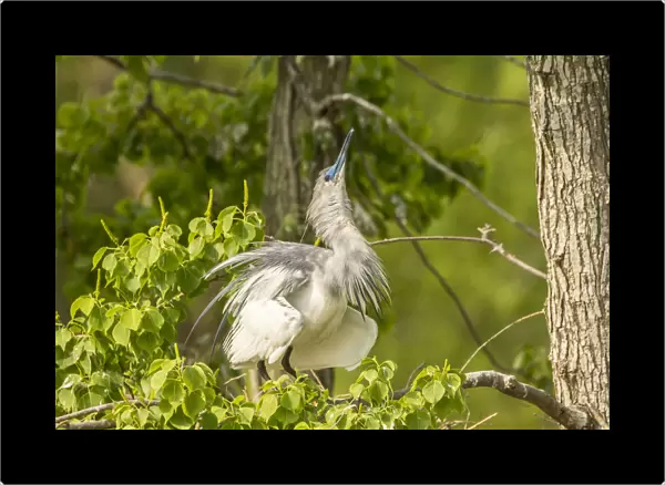 USA, Louisiana, Vermilion Parish. Immature little blue heron courtship display. Credit as