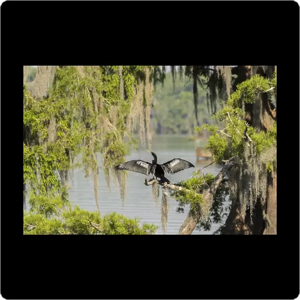 USA, Louisiana, Lake Martin. Anhinga drying its wings