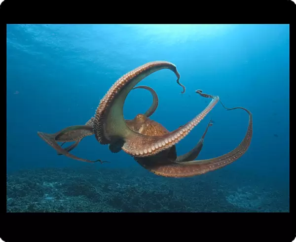 Day Octopus (Octopus cyanea) near Kona, Big Island, Hawaii