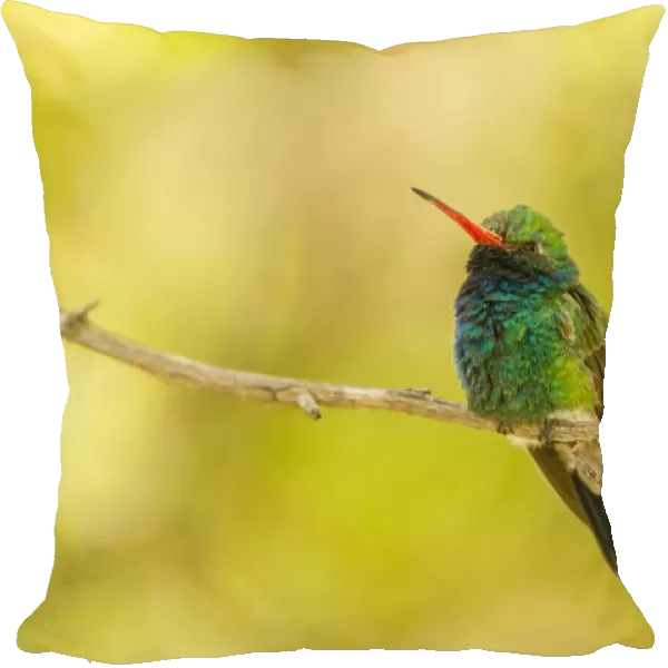 USA, Arizona, Arizona-Sonora Desert Museum. Male broad-billed hummingbird on limb