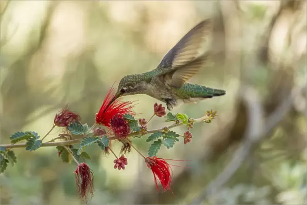 USA, Arizona, Desert Botanic Garden. Hummingbird feeding on bottlebrush flower. Credit as