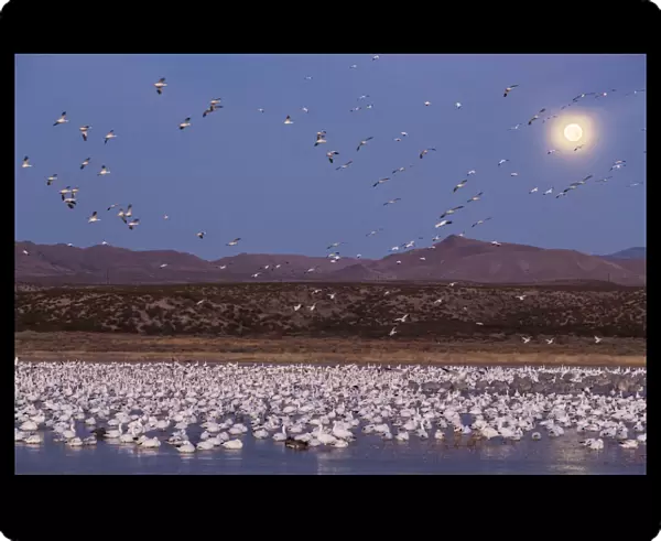 USA, New Mexico, Bosque del Apache National Wildlife Refuge. Full moon and bird flocks