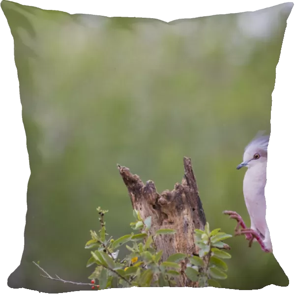 White-tipped dove (Leptotila verreauxi) landing on stump