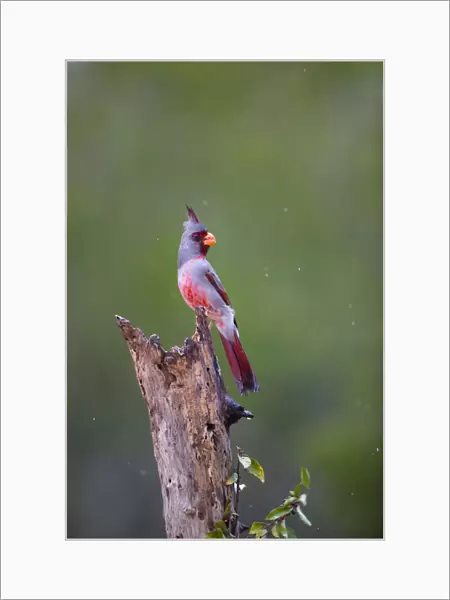 Pyrrhuloxia (Cardinalis cardinalis) perched during rainfall