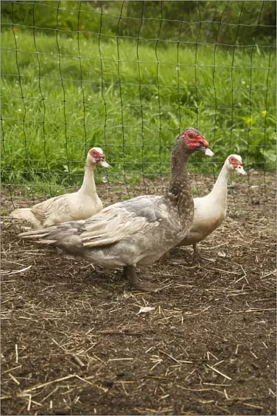 Bellevue, Washington State, USA. Male and two female domestic Muscovy ducks, also