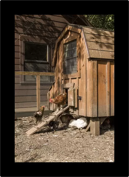 Issaquah, Washington State, USA. Mixed breeds of chickens around a hand-made chicken coop