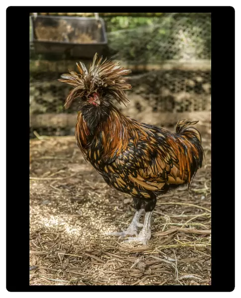 Issaquah, Washington State, USA. Polish hens are a unique breed of chicken with their