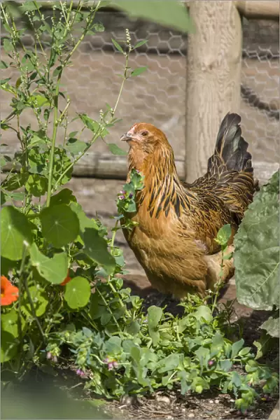 Issaquah, Washington State, USA. Americana chicken foraging in a garden