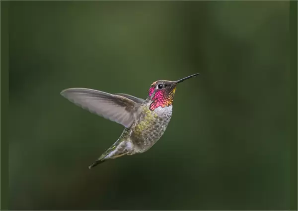 USA, Washington State. Male Annas Hummingbird (Calypte anna) displays its gorget